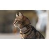 Tractive GPS CAT Mini