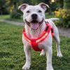 Arnés luminoso Reedog para perros y gatos