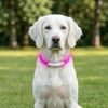 Collar luminoso Reedog Full Light USB recargable para perros y gatos