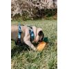 Reedog CAMO harness