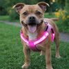Arnés luminoso Reedog para perros y gatos