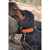 Dogtrace DOG GPS X30