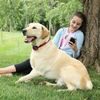 PetSafe Stay + Play dla upartych psów