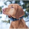 Halsband für einen anderen Hund DOG GPS X20 Set 2 Stück