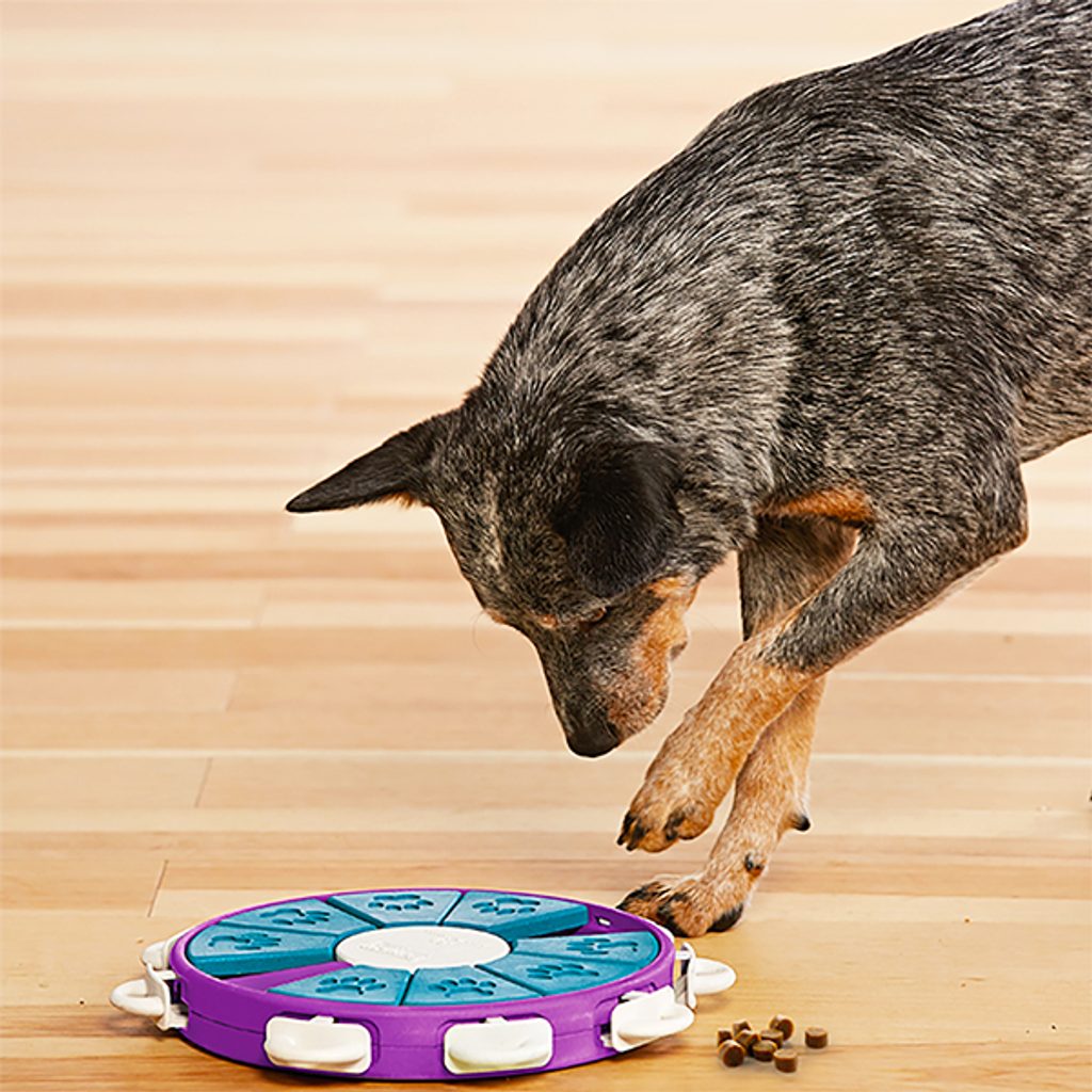 Dog puzzle & feeder in one Twister - Puzzles for dogs 