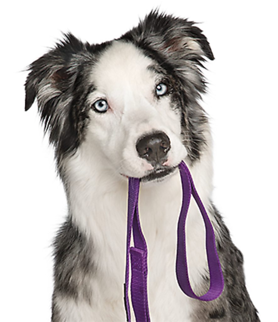 Elektronisches Halsband: Wie trainiert man einen Hund mit einem Trainingshalsband?