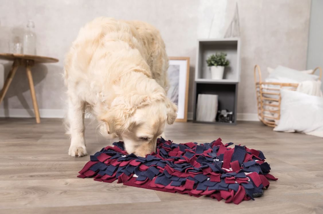 How to entertain a dog, sniffing rugs and licking pads -  Electric-Collars.com