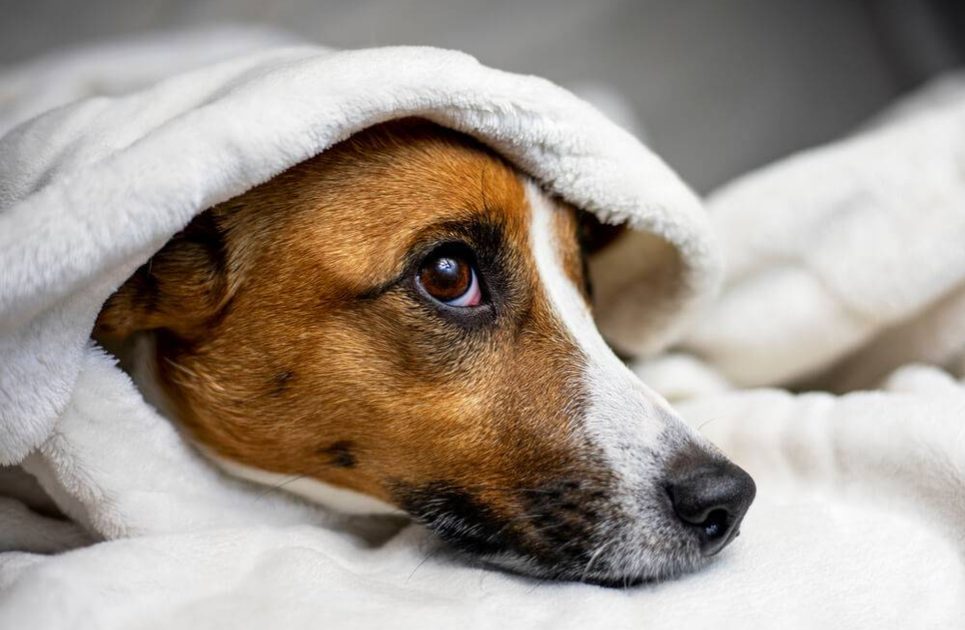 Choroby psov: Zvracanie a hnačka - Reedog.sk ®