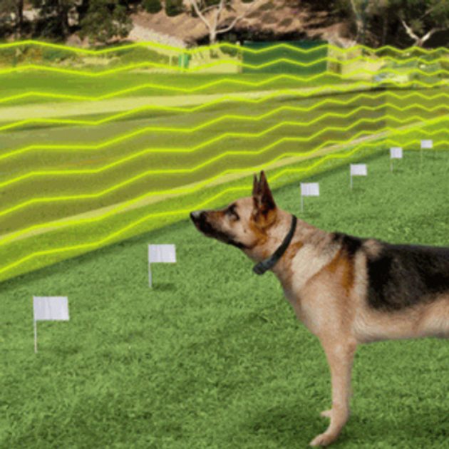 Adiestramiento para perros - Valla invisible - Ampliacion 100 m valla
