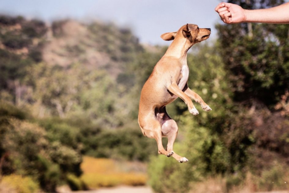 Co znamená když pes skáče?