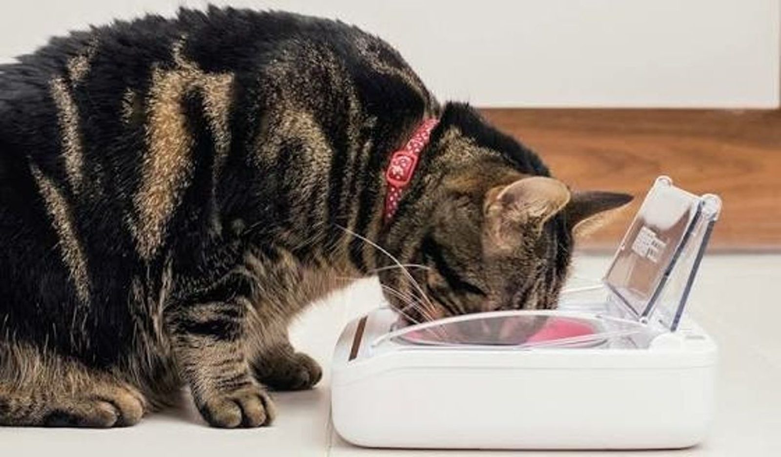 SureFeed® Luftdichte Futterschale Günstig Kaufen Bei