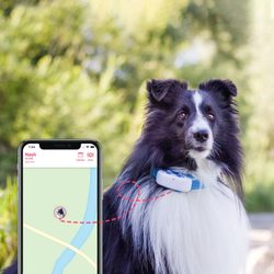 Tractive GPS DOG 4 – GPS nyomkövető és aktivitásmérő kutyáknak