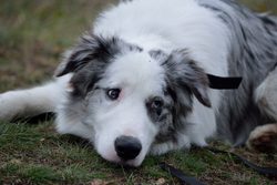 (Hunde)Staupe - gefährliche Krankheit von Hunden. Wie erkennt und behandelt man es?