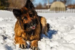 Péče o psa v zimě: Jaké vybrat granule, oblečky, vitamíny a doplňky stravy?