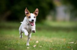 Ako odnaučiť psa utekať za inými psami