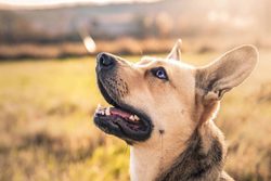 Protištěkací obojky pro psy: Chytrý pomocník při výcviku pejska