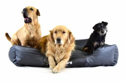 Luxusné pelíšky pre psov: V ponuke Reedog pre malé i veľké psy