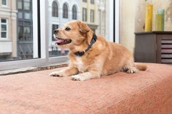 Nejnovější výcvikový obojek PetSafe Stanard a Lite: Mrkněte na novinku pro výcvik malých a citlivých psů