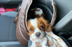 Cestovanie so psom - tešky, deky, autopoťahy pre psov