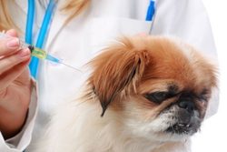 Hundegrippe: Was sind die Symptome und wie wird sie behandelt?