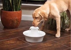 Beste Wasserspender und Trinkbrunnen für Hunde und Katzen