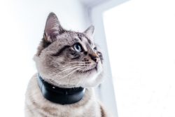 Elektronické obojky: které vám pomohou ve výchově a péči o kočky?