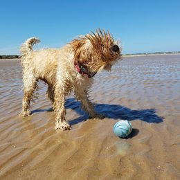Reedog Bone