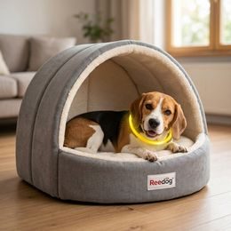 Petwant Multicolor Light-Up Collar