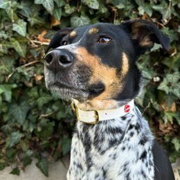 Halsband Bura lila Furry tale