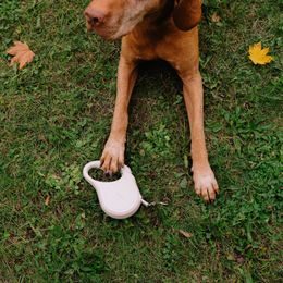 Reedog Senza Basic Automatik Rollleine M 20 kg / 5m Strang /SCHWARZ