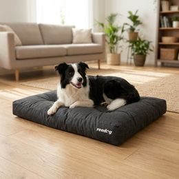 Hundepyramide Reedog 2v1 Brown Bones