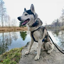 Cheerble Wicked Ball PE für mittelgroße und große Hunde lila