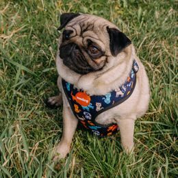 Geschirr Reedog DINO