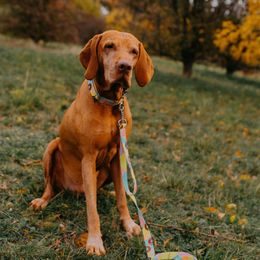 Reedog Tauziehspielzeug, 3 Baumwollkreise