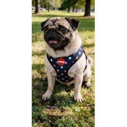 Amiplay Kšíry pro kočku s vodítkem Samba Tyrkysové