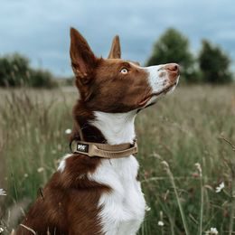 Reedog Full Light USB dobíjecí svítící obojek pro psy a kočky