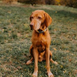 Reedog Tauziehspielzeug, 3 Baumwollkreise