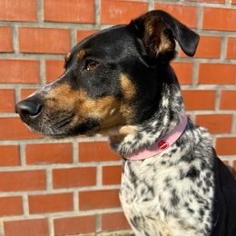 Petwant Multicolor Leuchthalsband