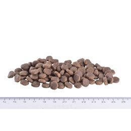 Brit Fresh Beef & Pumpkin Puppy Large Bones & Joints 12 kg