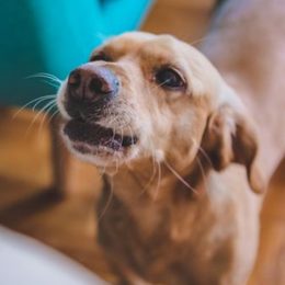 Ako odnaučiť psa štekať, keď je sám doma?