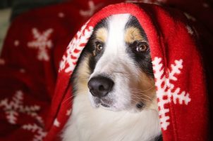 Nejlepší vánoční dárky pro psy: nenechte chlupáče pod stromečkem smutnit!