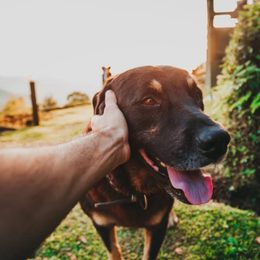 Cum să vă învățați în mod fiabil prietenul blănos comanda "la mine!"