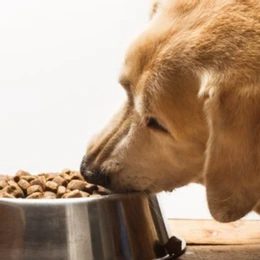 Bowls for dogs and cats