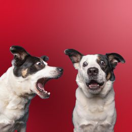 Když pes štěká nevhodně: Jak vám pomohou obojky proti štěkání?