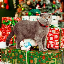 Najlepsze prezenty świąteczne dla naszych kotów