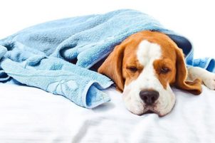 Chřipka psů: Jaké jsou příznaky a jak ji léčit?