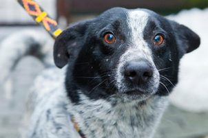 Jak odnaučit psa tahat na vodítku