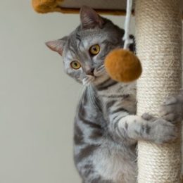 ¿Por qué son importantes los rascadores para gatos?