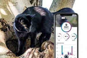 GPS obojky a lokátory pro psy - jak vybrat správný?