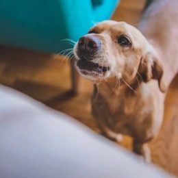 How to teach a dog to bark when he is alone at home?